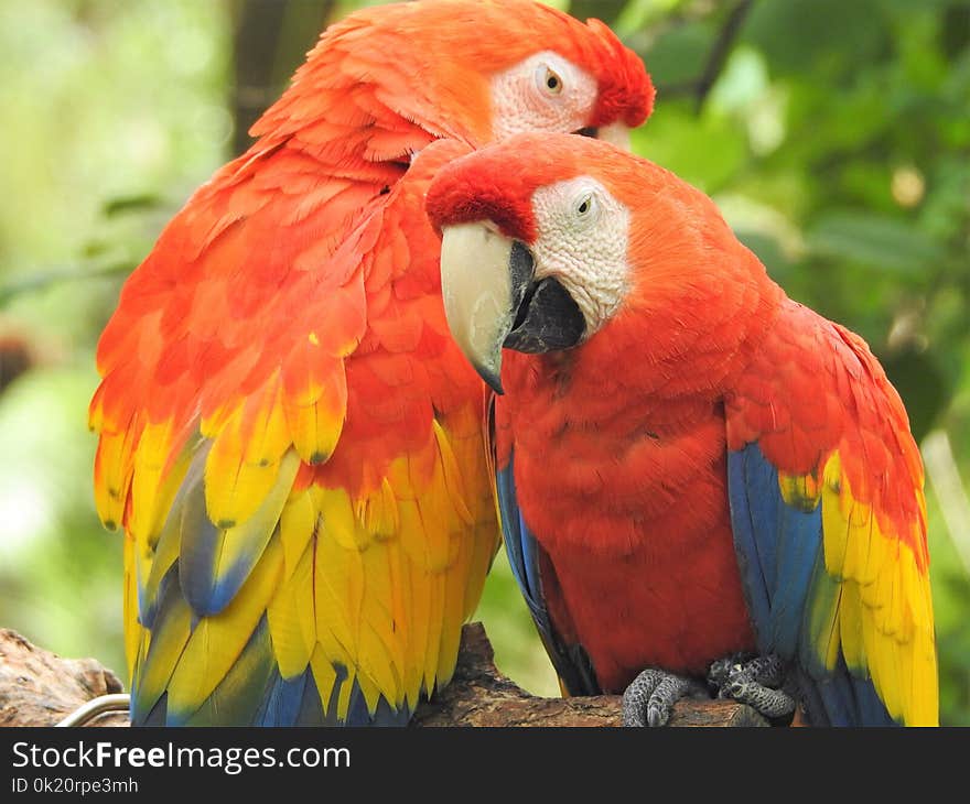 Macaw, Bird, Parrot, Beak