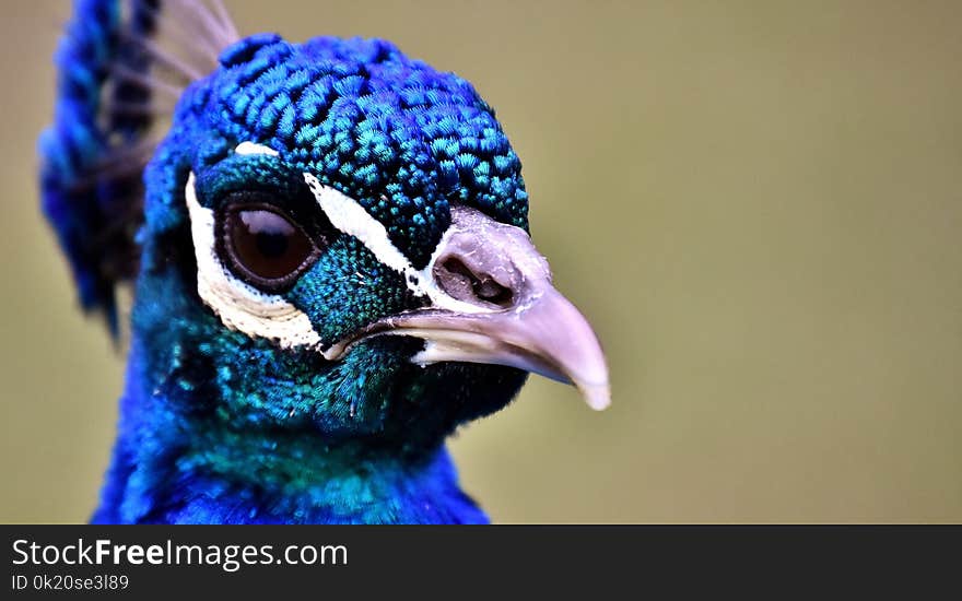 Beak, Cobalt Blue, Close Up, Fauna