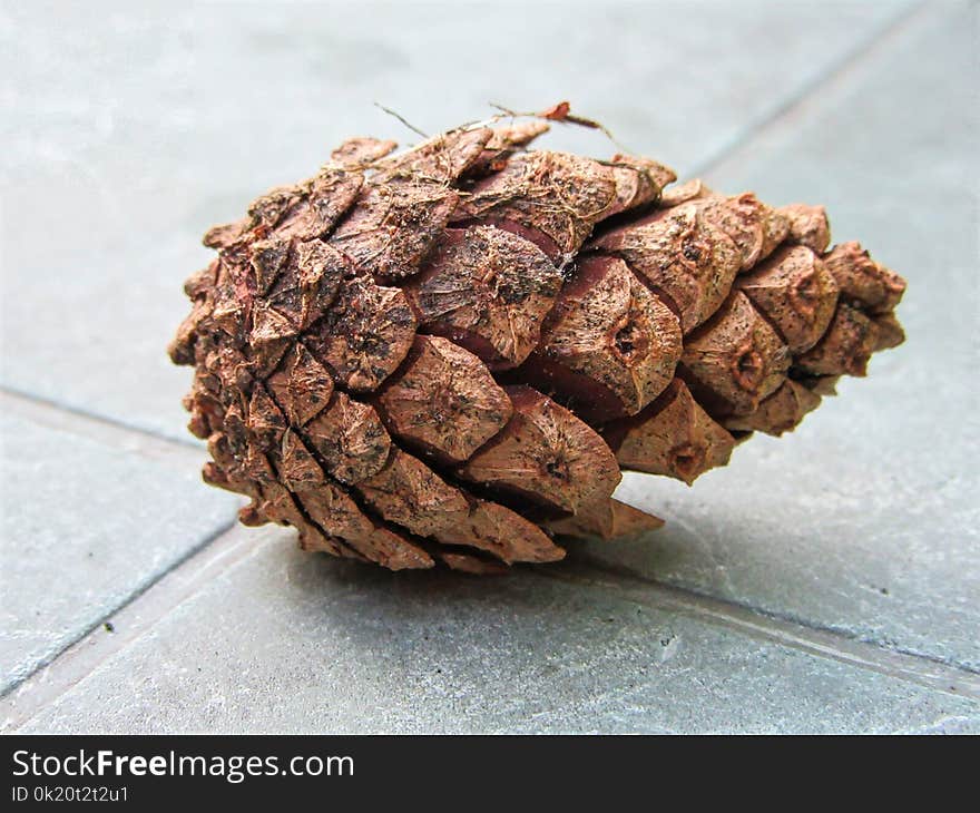 Conifer Cone