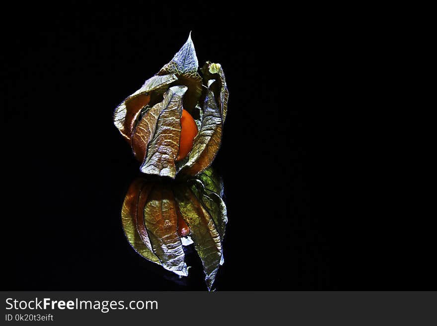 Organism, Macro Photography, Darkness