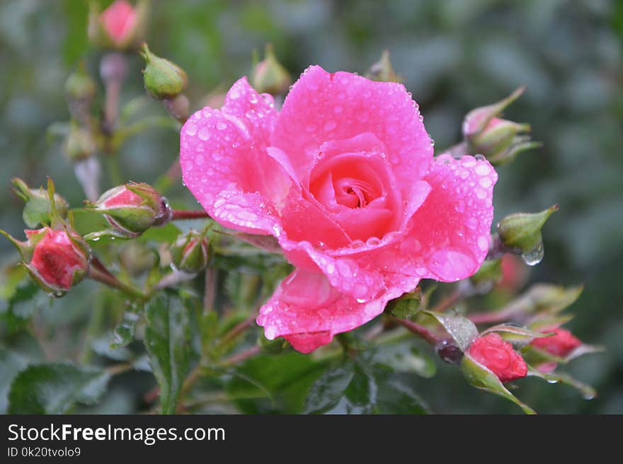 Flower, Rose Family, Floribunda, Flowering Plant