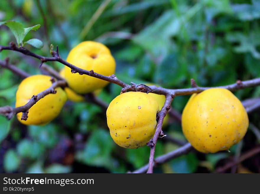 Fruit, Fruit Tree, Produce, Branch