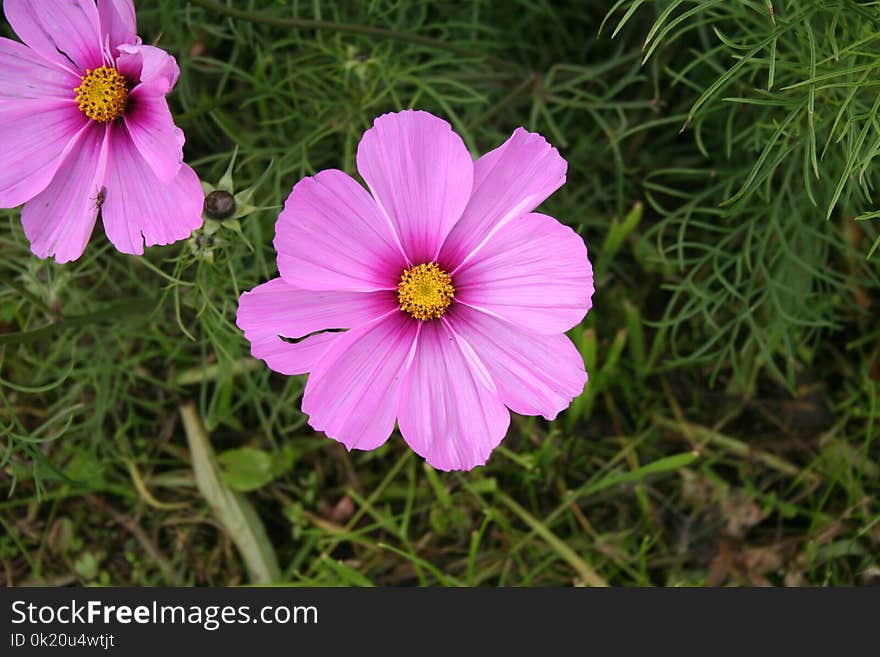 Flower, Garden Cosmos, Flora, Plant