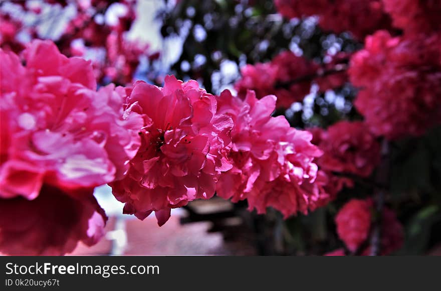 Flower, Pink, Plant, Blossom