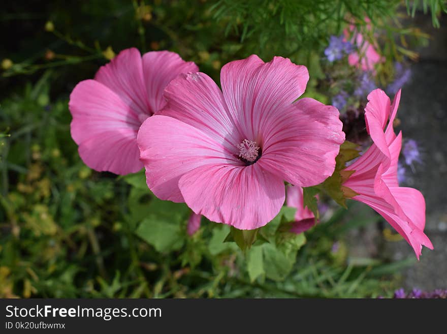 Flower, Plant, Pink, Flora