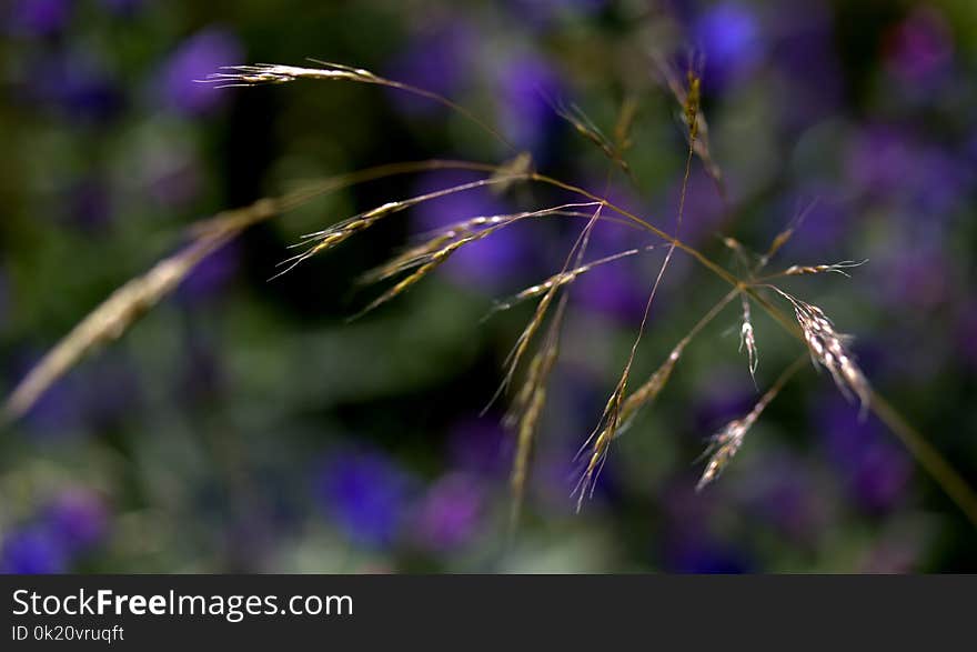 Flora, Purple, Plant, Close Up