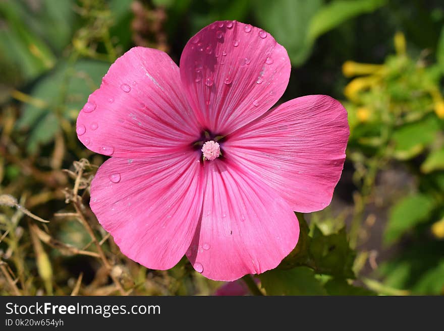 Flower, Plant, Flora, Wildflower