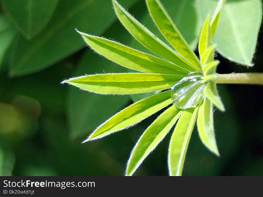 Plant, Leaf, Flora, Plant Stem