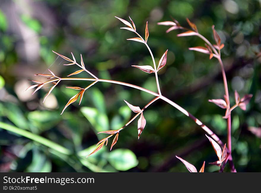 Plant, Flora, Vegetation, Leaf