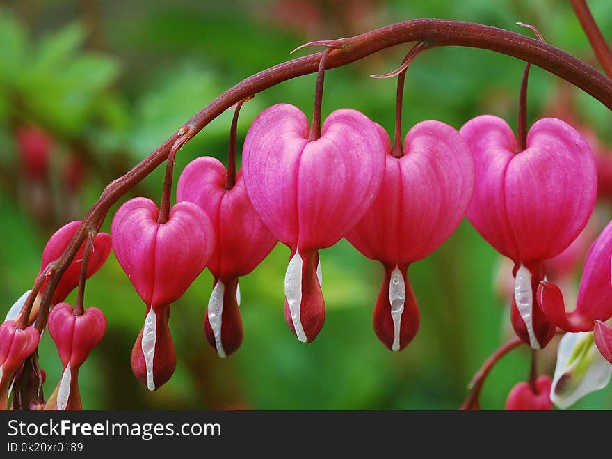 Pink, Flora, Flower, Close Up