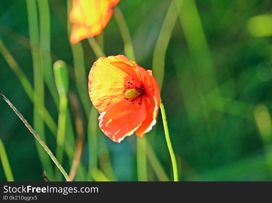 Flower, Wildflower, Vegetation, Flora