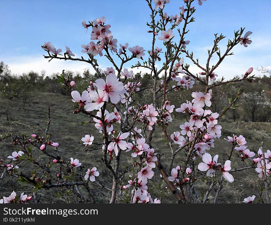 Plant, Spring, Blossom, Flower