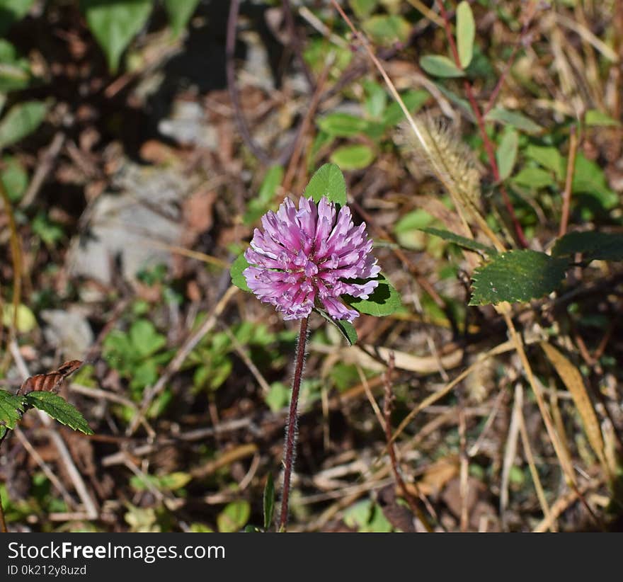 Plant, Flower, Flora, Spring