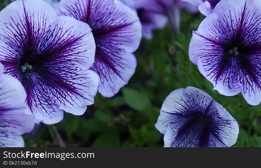 Flower, Purple, Violet, Plant