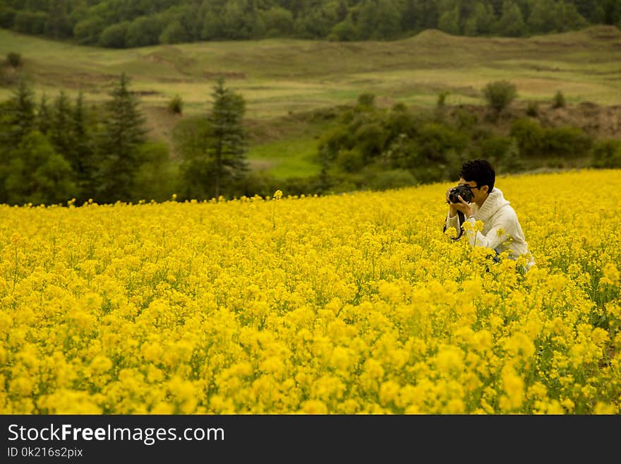 Yellow, Rapeseed, Field, Canola