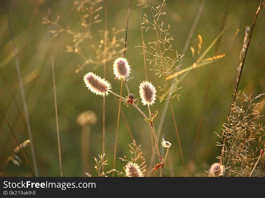 Vegetation, Flora, Plant, Flower