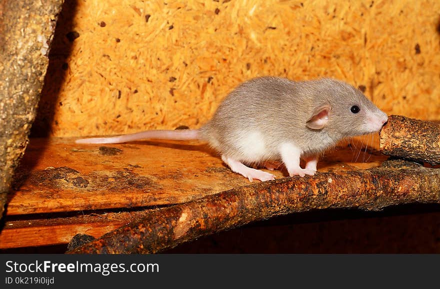 Mouse, Fauna, Muridae, Rat