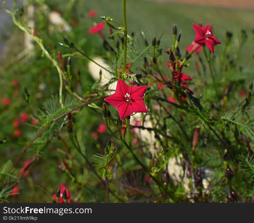 Flower, Plant, Flora, Flowering Plant