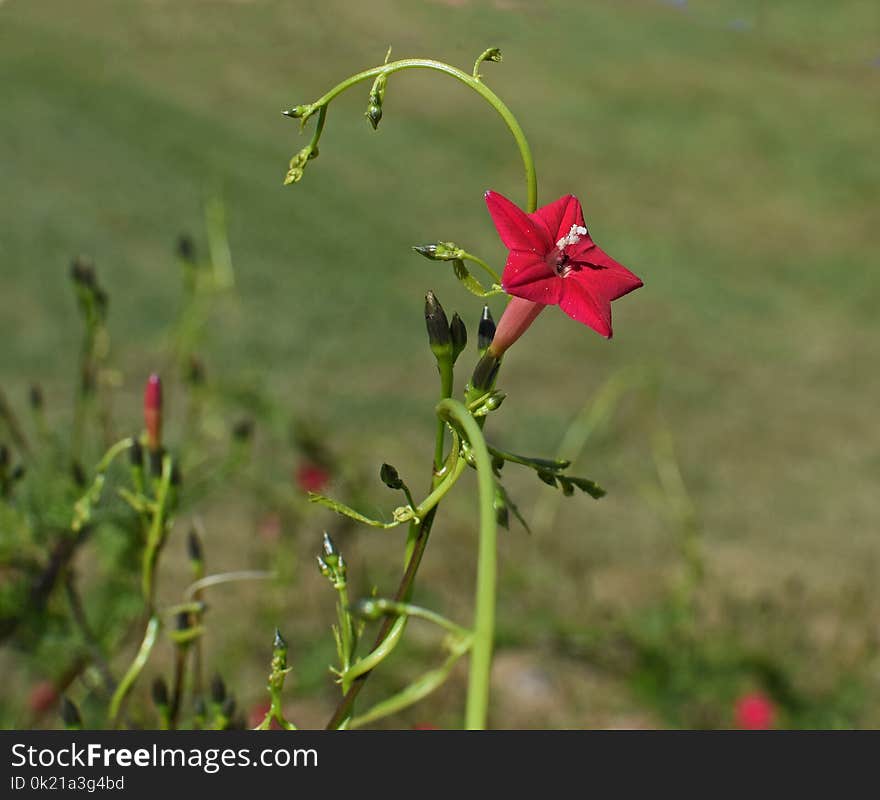 Flower, Plant, Flora, Flowering Plant