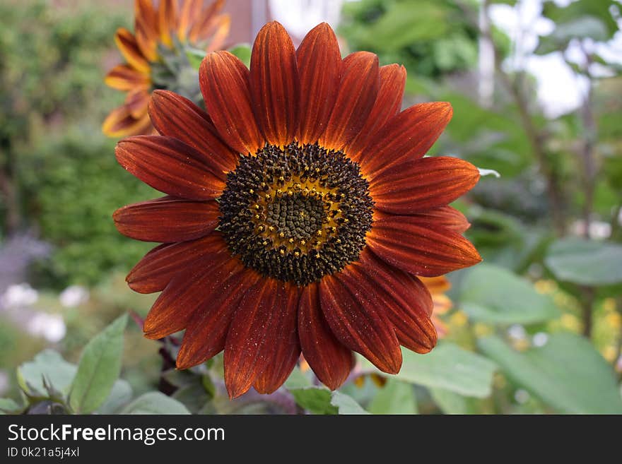 Flower, Sunflower, Flora, Close Up