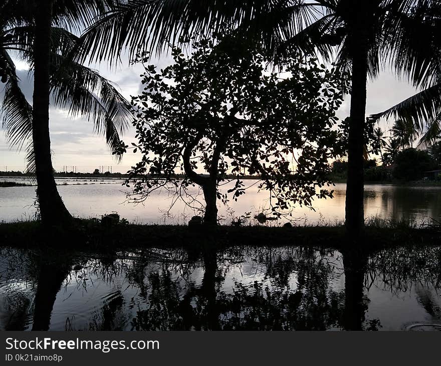 Reflection, Water, Tree, Nature