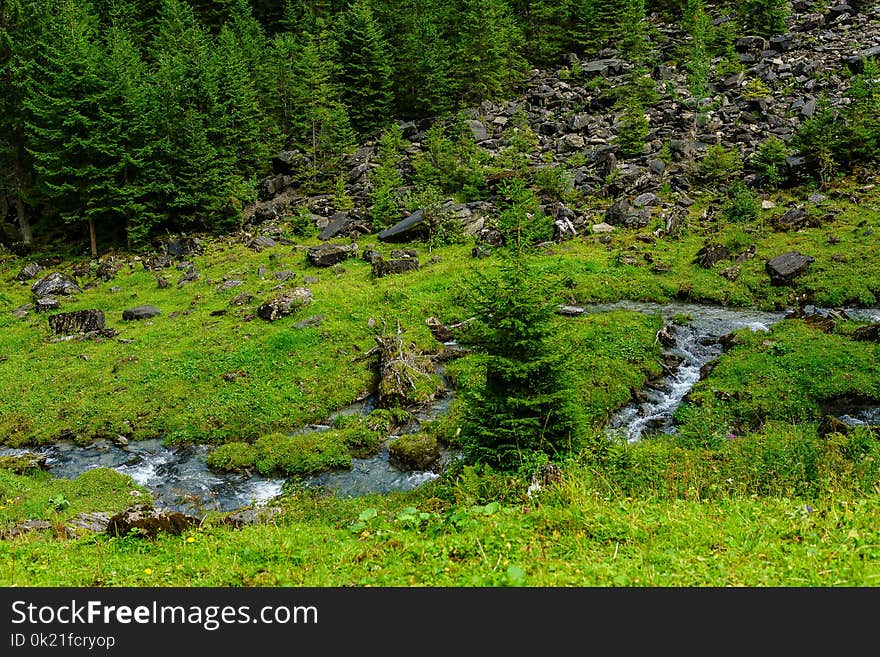 Vegetation, Nature, Ecosystem, Nature Reserve