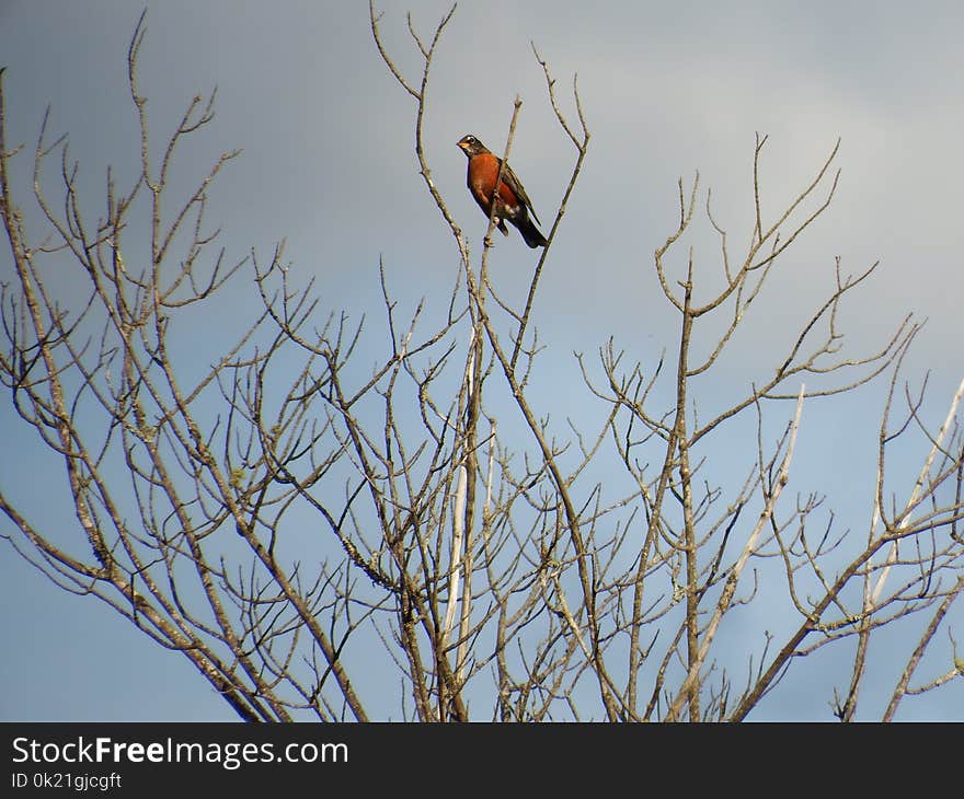 Bird, Branch, Fauna, Tree