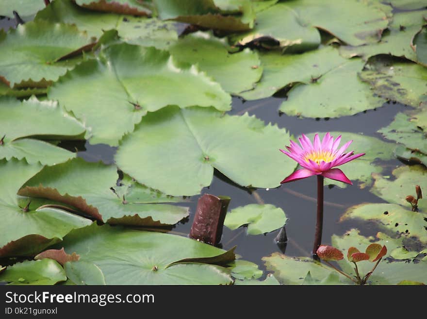 Flower, Plant, Leaf, Sacred Lotus