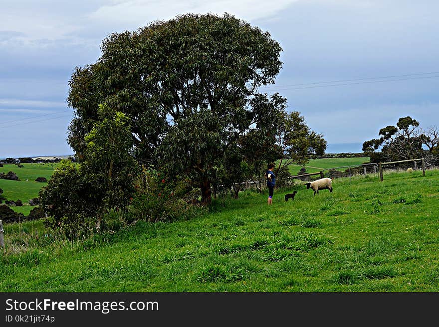 Tree, Pasture, Grassland, Field