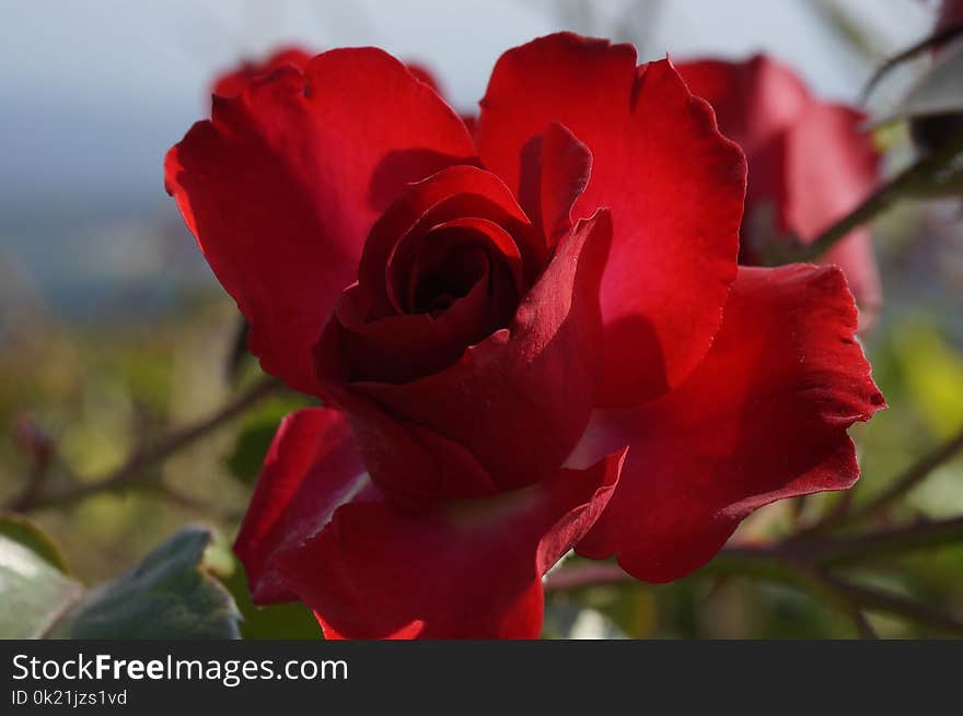 Flower, Red, Rose Family, Rose