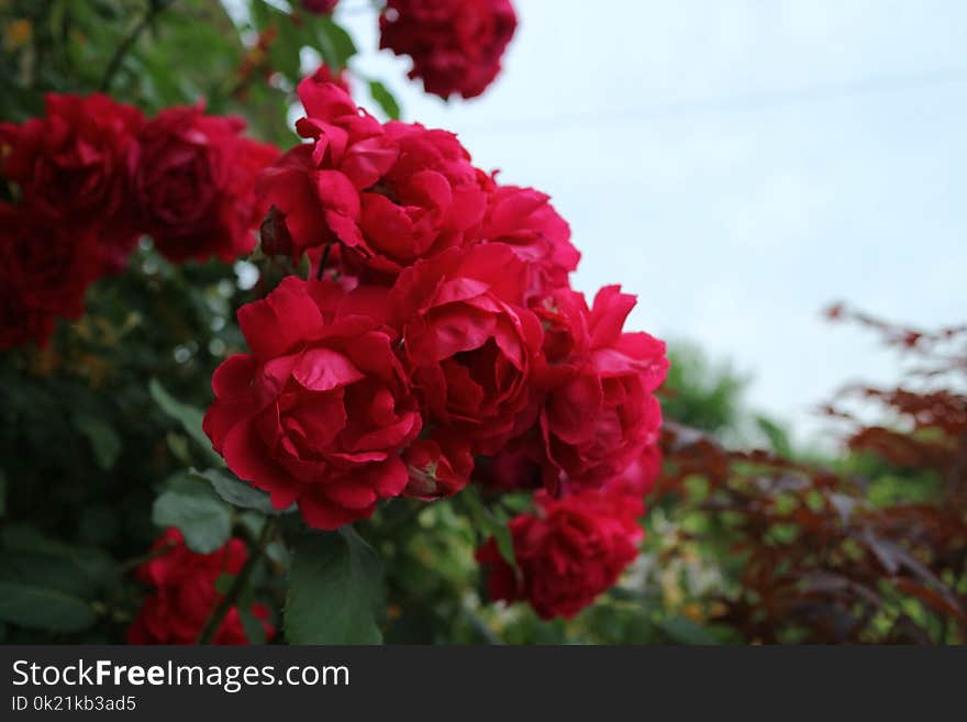 Rose, Flower, Rose Family, Garden Roses