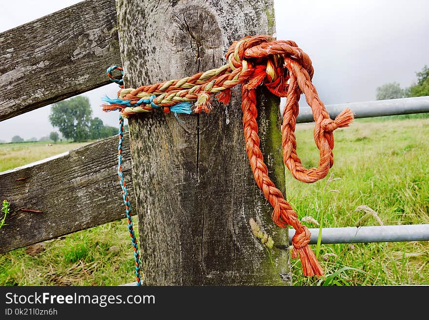 Tree, Rope, Grass, Wood