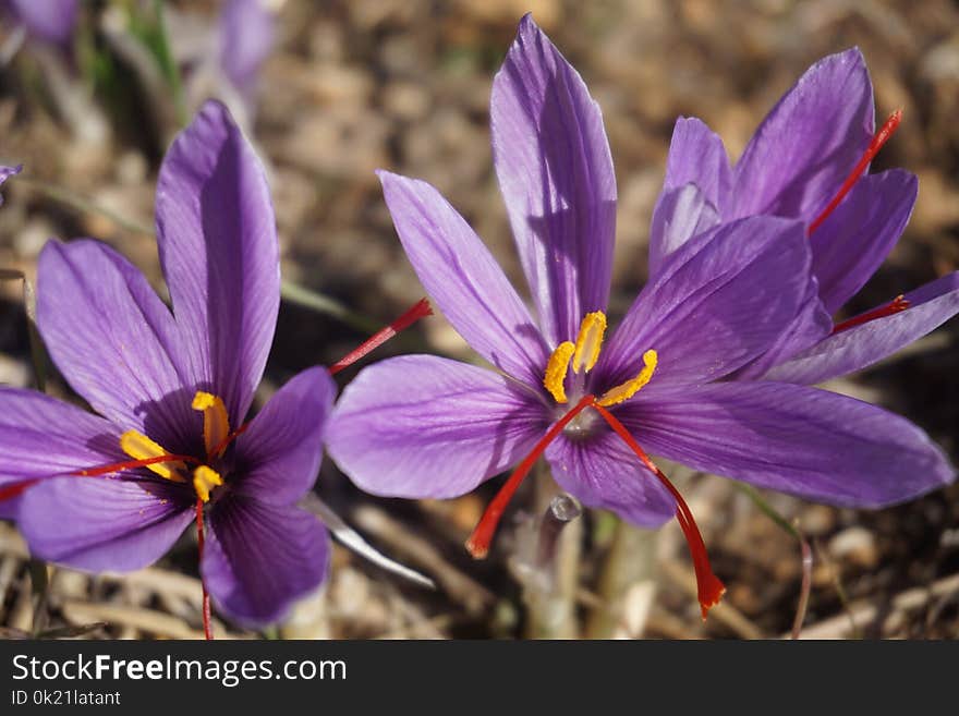 Flower, Flora, Crocus, Purple