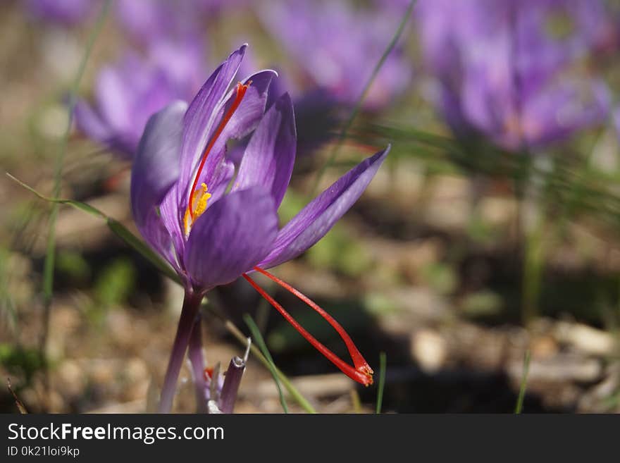 Flower, Flora, Plant, Purple