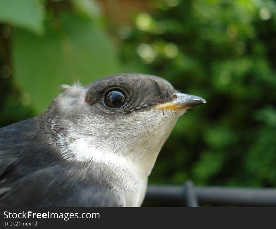 Bird, Beak, Fauna, Eye