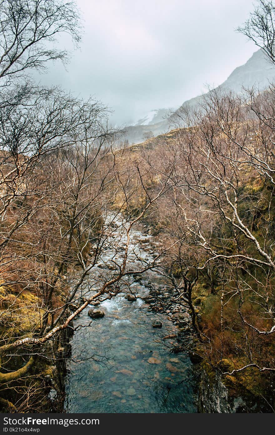 Water, Nature, Winter, Tree