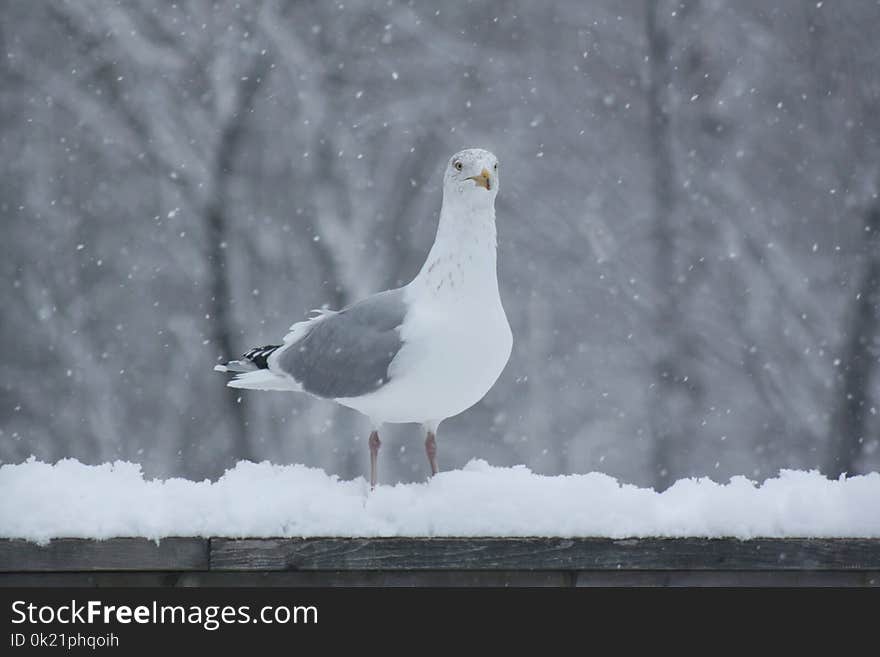 Bird, Gull, Seabird, European Herring Gull