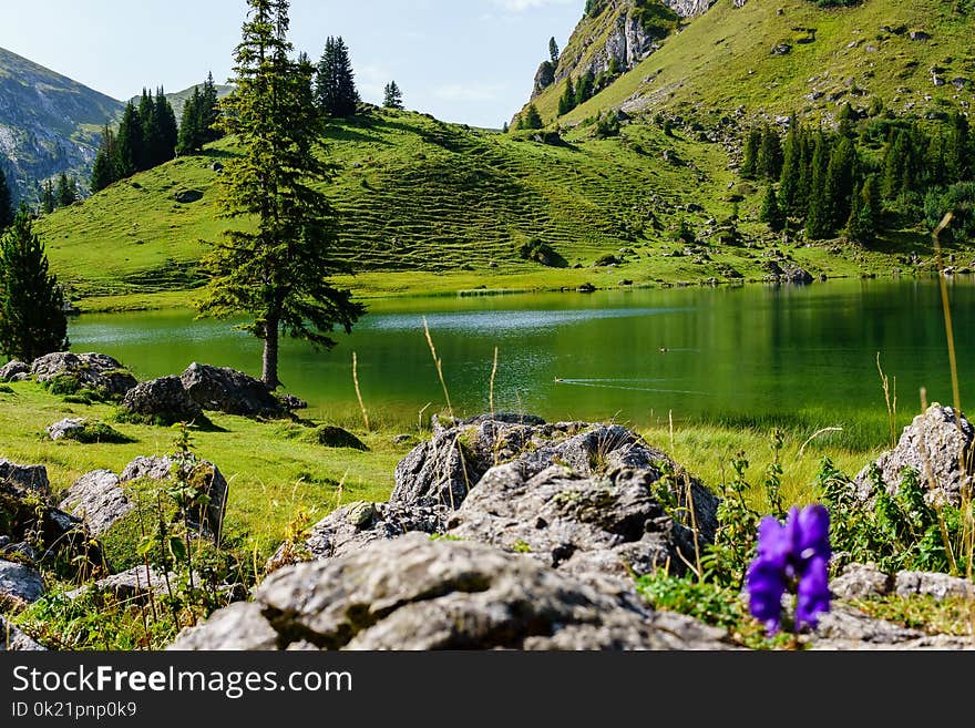 Nature, Wilderness, Nature Reserve, Vegetation