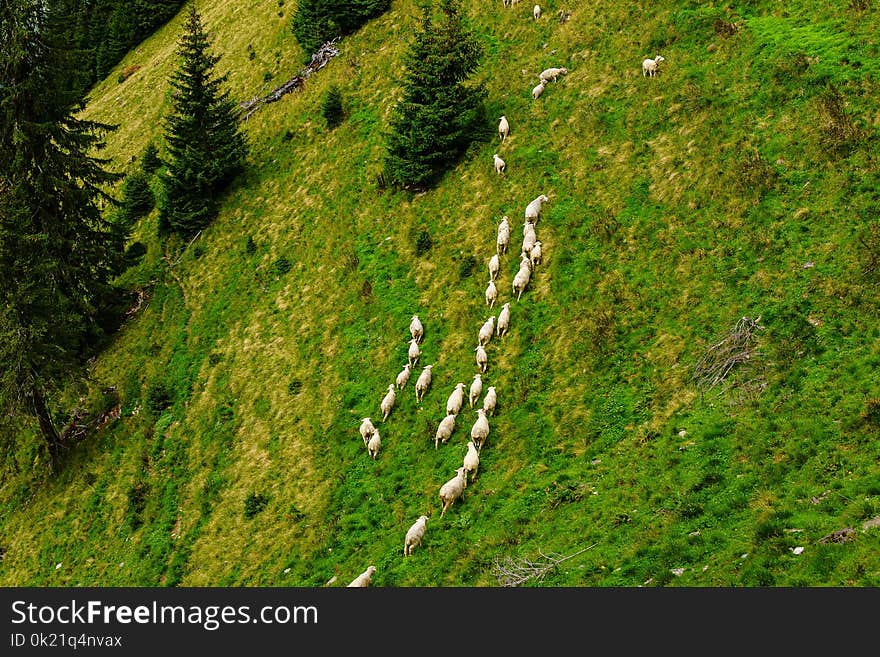 Vegetation, Ecosystem, Nature Reserve, Grass