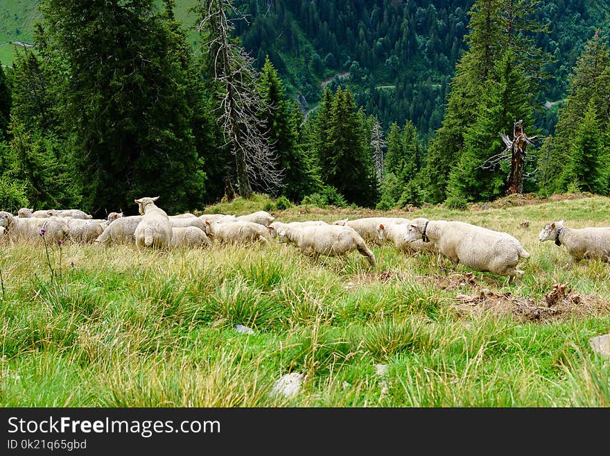 Herd, Pasture, Grassland, Grazing