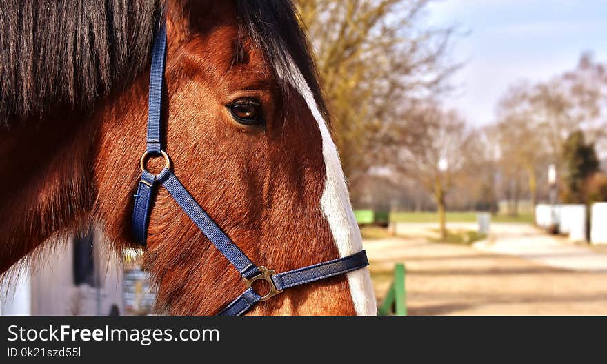 Horse, Bridle, Halter, Horse Tack