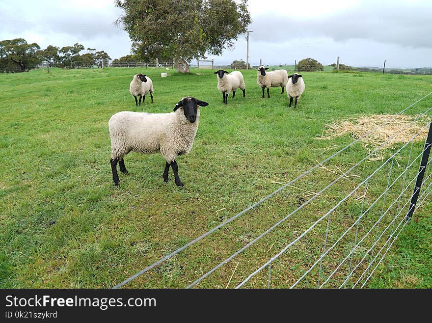 Pasture, Sheep, Grazing, Grassland