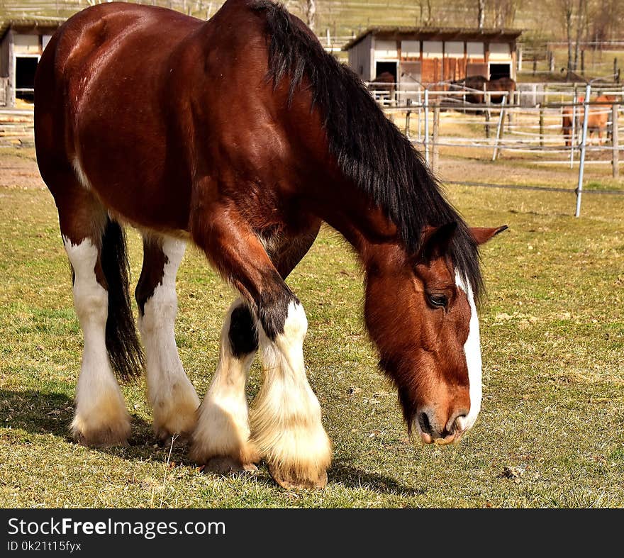 Horse, Horse Like Mammal, Mane, Mare