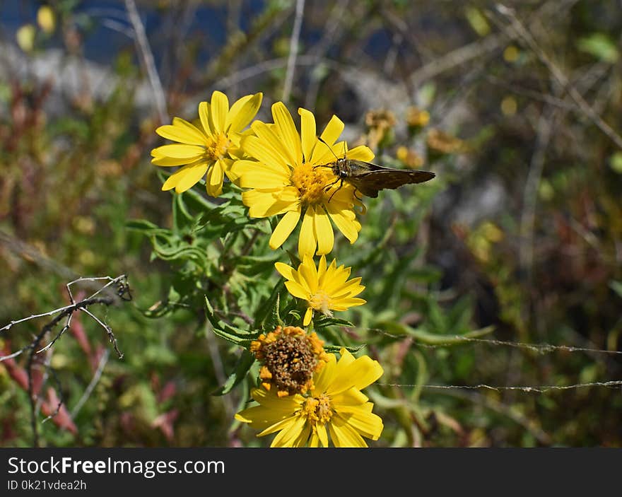 Flower, Yellow, Flora, Plant