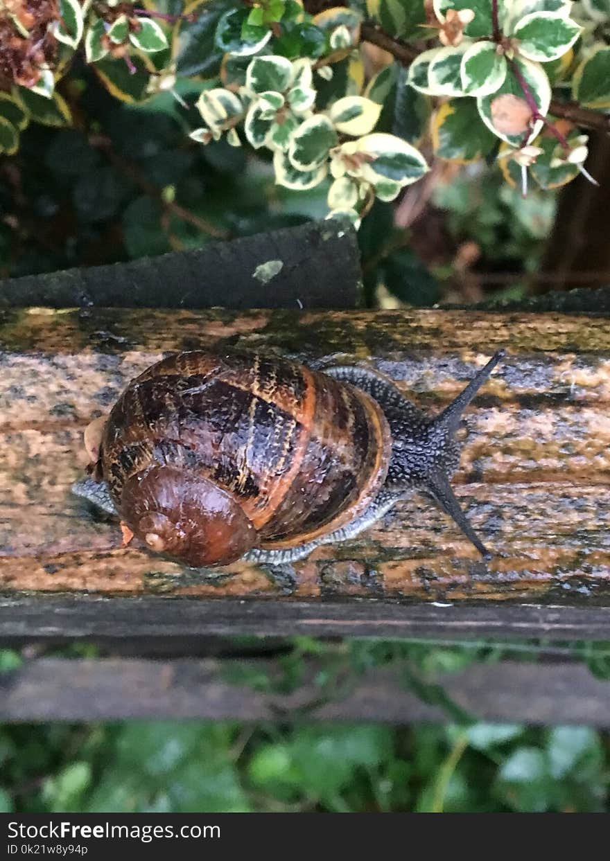 Snail, Snails And Slugs, Invertebrate, Terrestrial Animal