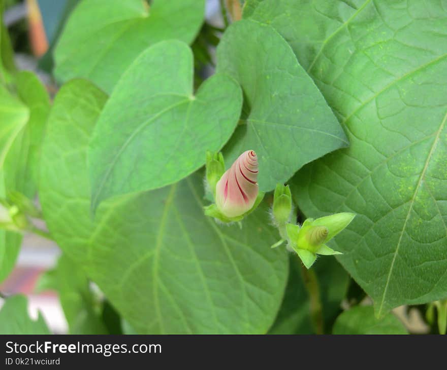 Plant, Leaf, Flora, Flower