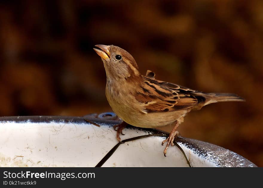 Bird, Sparrow, House Sparrow, Beak