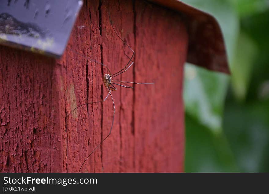 Red, Wood, Leaf, Grass