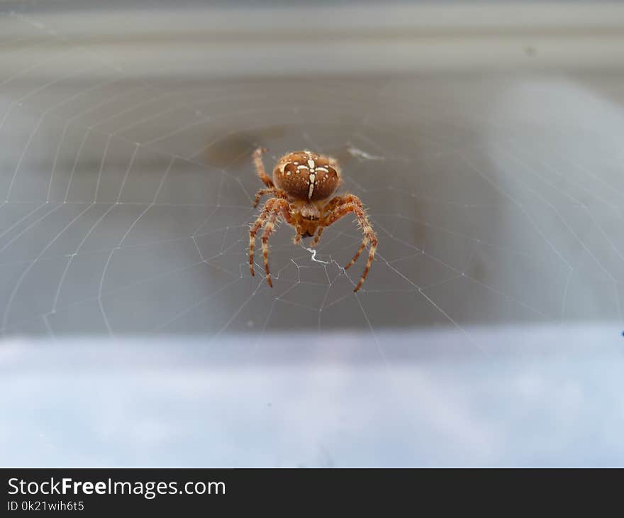 Spider, Arachnid, Invertebrate, Arthropod