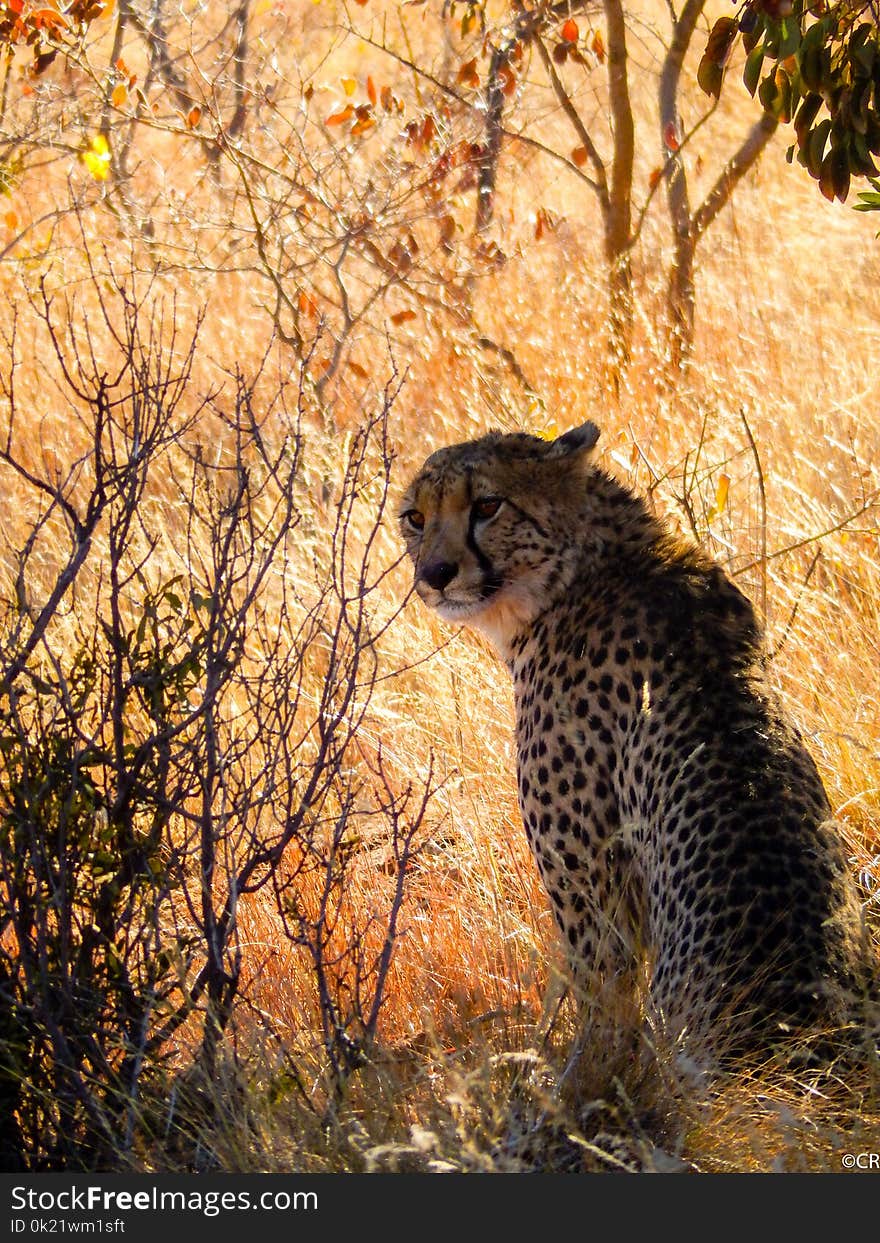 Cheetah, Wildlife, Mammal, Fauna